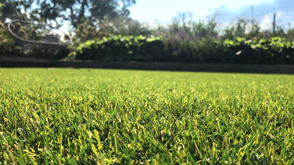 Royal Grass Bliss